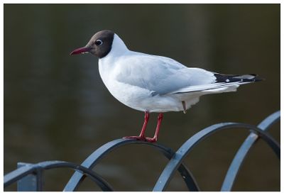 Mewa śmieszka | Black-headed gull