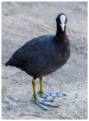 Łyska | Eurasian coot