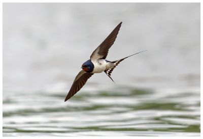 Jaskłka dymwka | Barn swallow