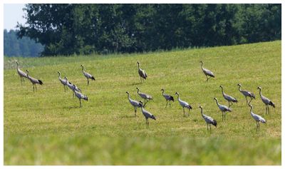 Żurawie | Cranes
