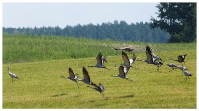 Żurawie | Cranes