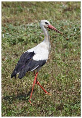 Bocian biały | White stork