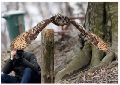 Puchacz | Eurasian eagle-owl
