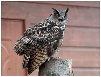 Puchacz | Eurasian eagle-owl