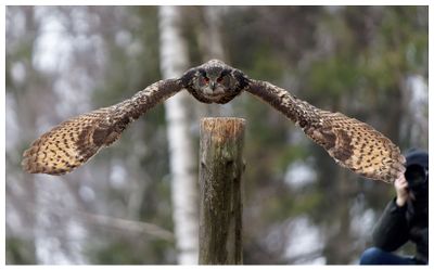 Puchacz | Eurasian eagle-owl