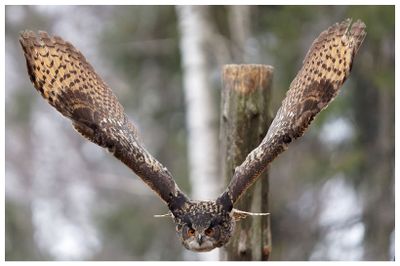 Puchacz | Eurasian eagle-owl