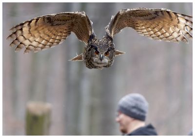 Puchacz | Eurasian eagle-owl
