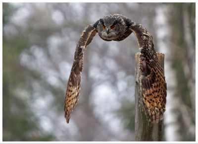 Puchacz | Eurasian eagle-owl