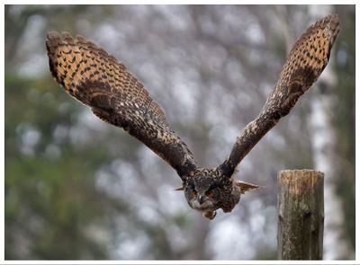 Puchacz | Eurasian eagle-owl