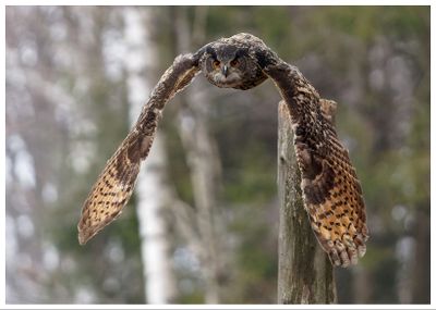 Puchacz | Eurasian eagle-owl