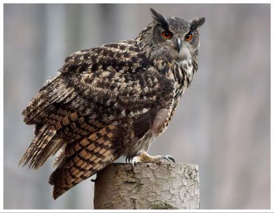 Puchacz | Eurasian eagle-owl