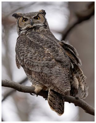 Puchacz wirginijski | Great horned owl