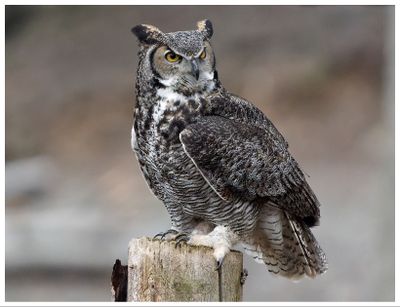 Puchacz wirginijski | Great horned owl