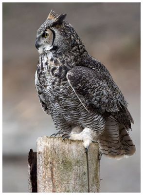 Puchacz wirginijski | Great horned owl