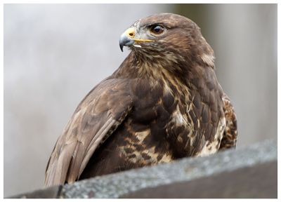 Myszołw | Common buzzard