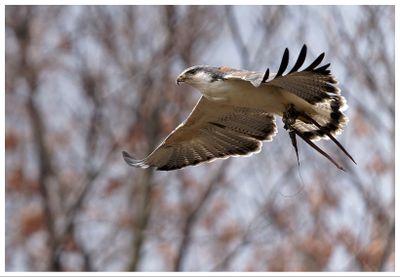 Aguja rdzawogrzbieta