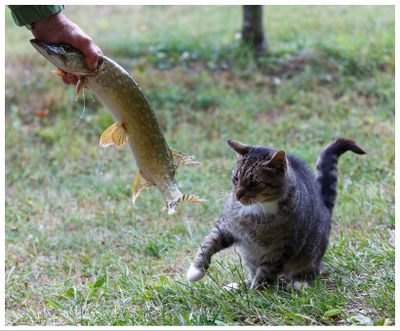 Szczupak i kot | Northern pike and Cat