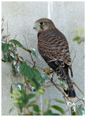 Pustułka | Common kestrel