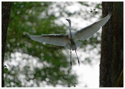 Czapla biała | Great Egret