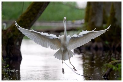 Czapla biała | Great Egret