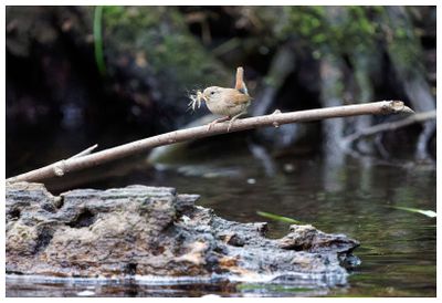 Strzyżyk | Eurasian wren