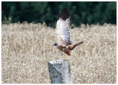 Błotniak stawowy | Marsh harrier