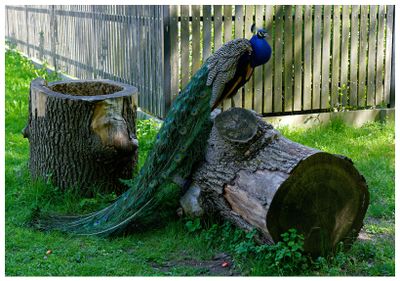 Paw indyjski | Indian peafowl