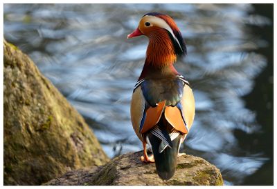 Mandarynka | Mandarin Duck
