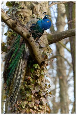 Paw indyjski | Indian peafowl