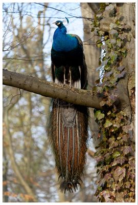 Paw indyjski | Indian peafowl