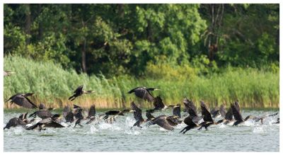 Kormorany | Cormorants