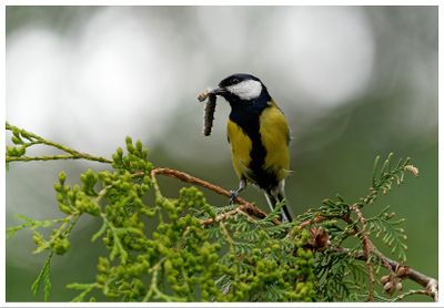 Sikora bogatka | Great tit