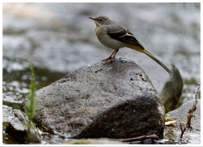 Pliszka grska | Grey Wagtail