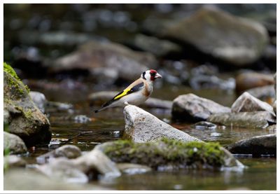 Szczygieł | Goldfinch
