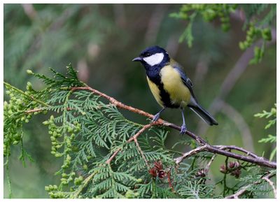 Sikora bogatka | Great tit