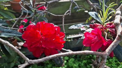 009.jpg First time this Rhododendron has flowered for a couple of years.