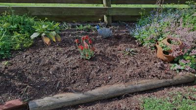 010.jpg  New plantings after a scubby plant removal.