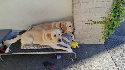 014.jpg These lovely canines belong to the manager