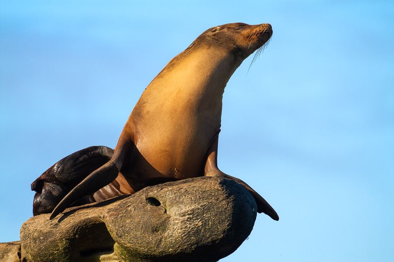 Sea Lions and Seals