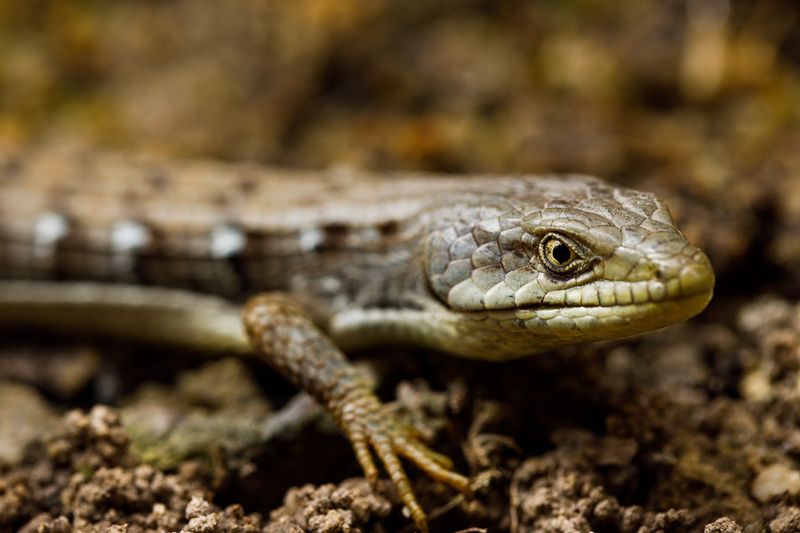 Insects and Reptiles