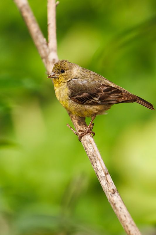 Birds
