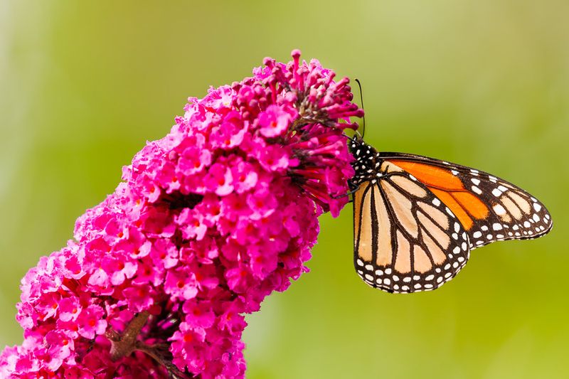 Insects and Reptiles