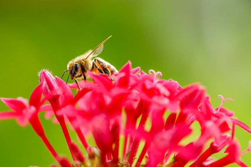 Insects and Reptiles