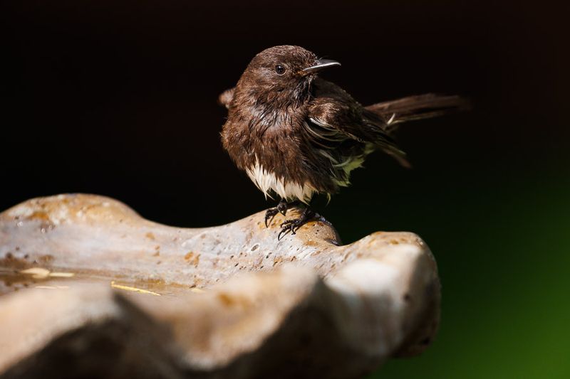 Birds