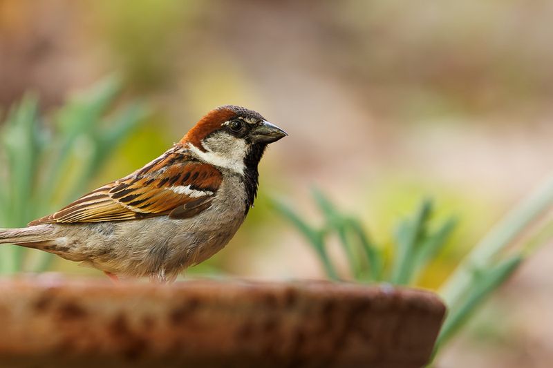 Birds