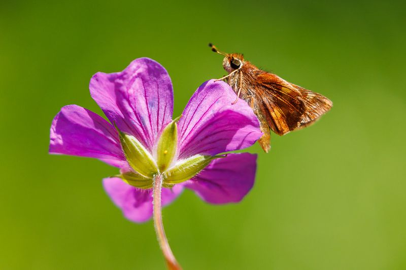 Insects and Reptiles