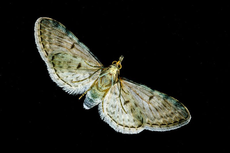 Insects and Reptiles
