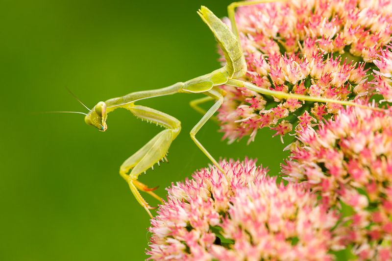 Insects and Reptiles