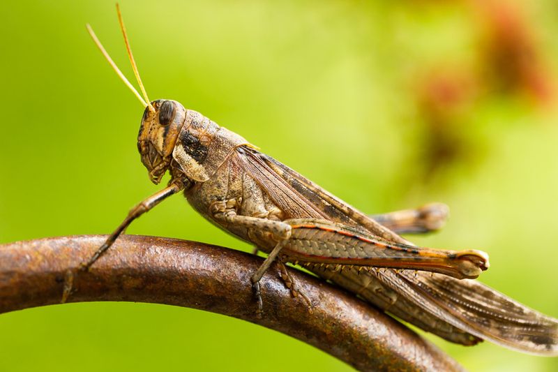 Insects and Reptiles
