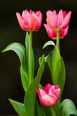 g13/30/528330/3/134515600.dd4e2beb.JPEG